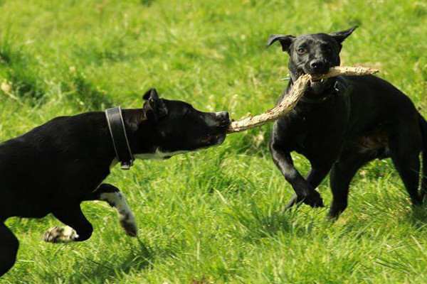 American Staffordshire Terrier Mischling