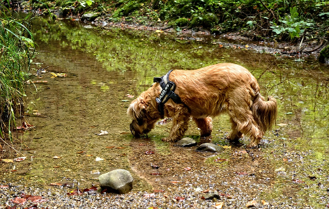 Hund am Teich