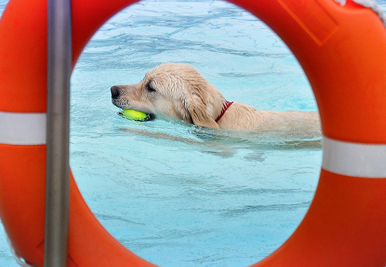 Hundeschwimmen
