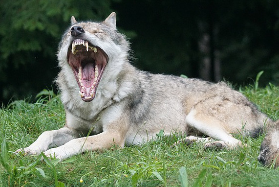 Gähnender Wolf